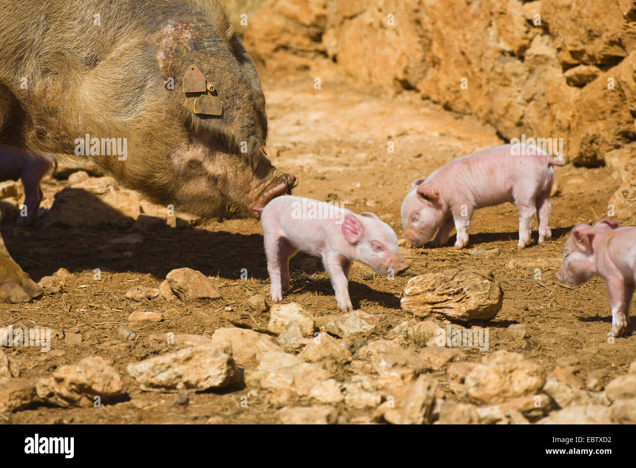 domestic pig (Sus scrofa f. domestica), sow with piglets, Spain, Balearen, Majorca Stock Photo
