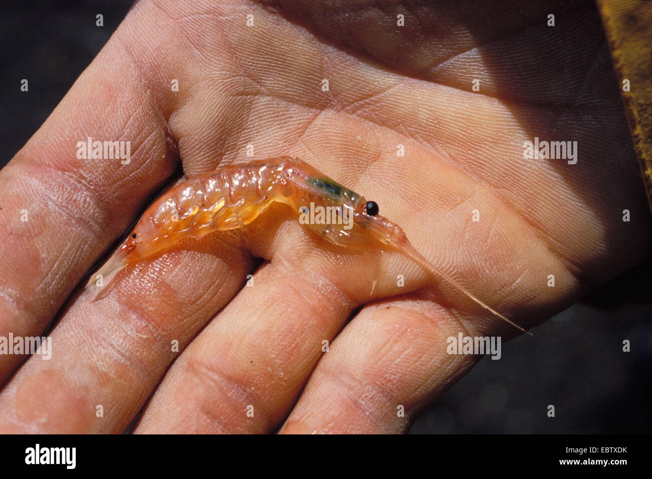 whale krill, Antarctic krill (Euphausia superba), in a man's hand, Antarctica, Shetland Islands Stock Photo