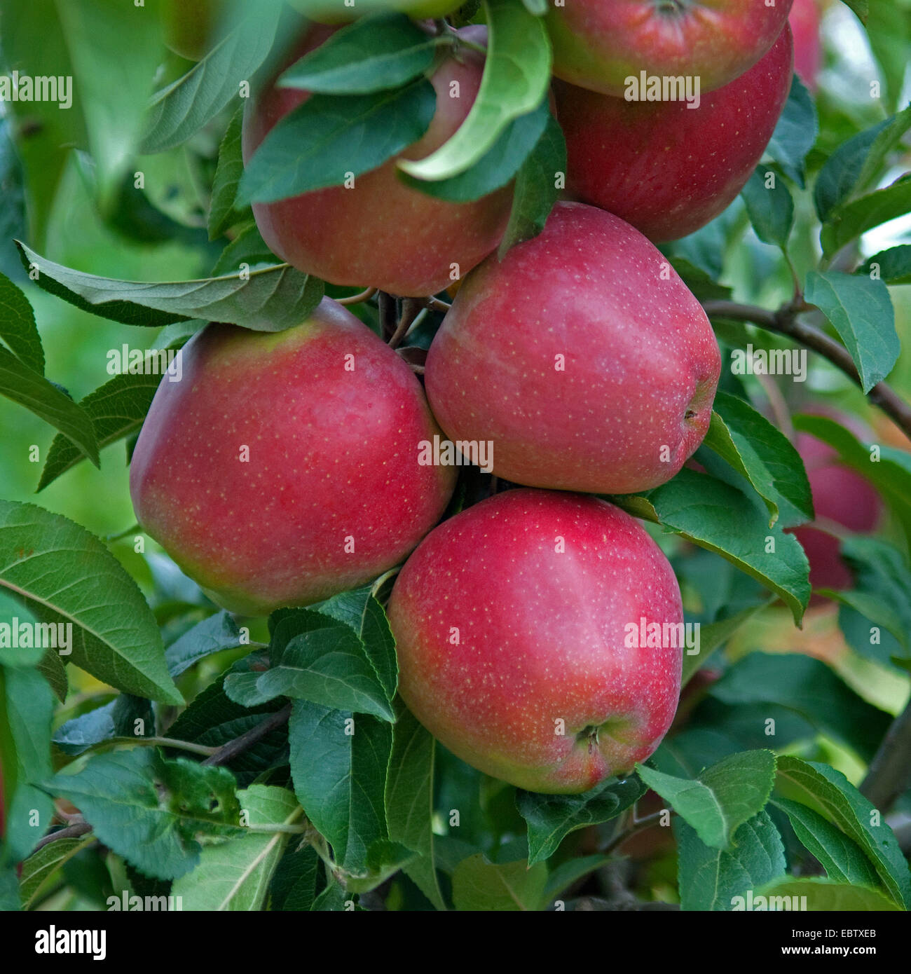 apple tree (Malus domestica 'Gloster', Malus domestica Gloster), cultivar Gloster, apples on a tree Stock Photo