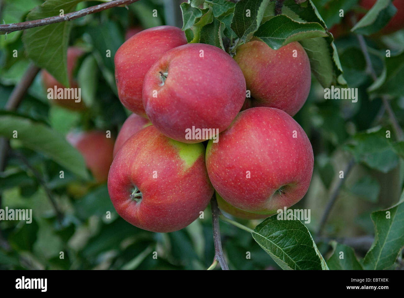 apple tree (Malus domestica 'Jonagold', Malus domestica Jonagold