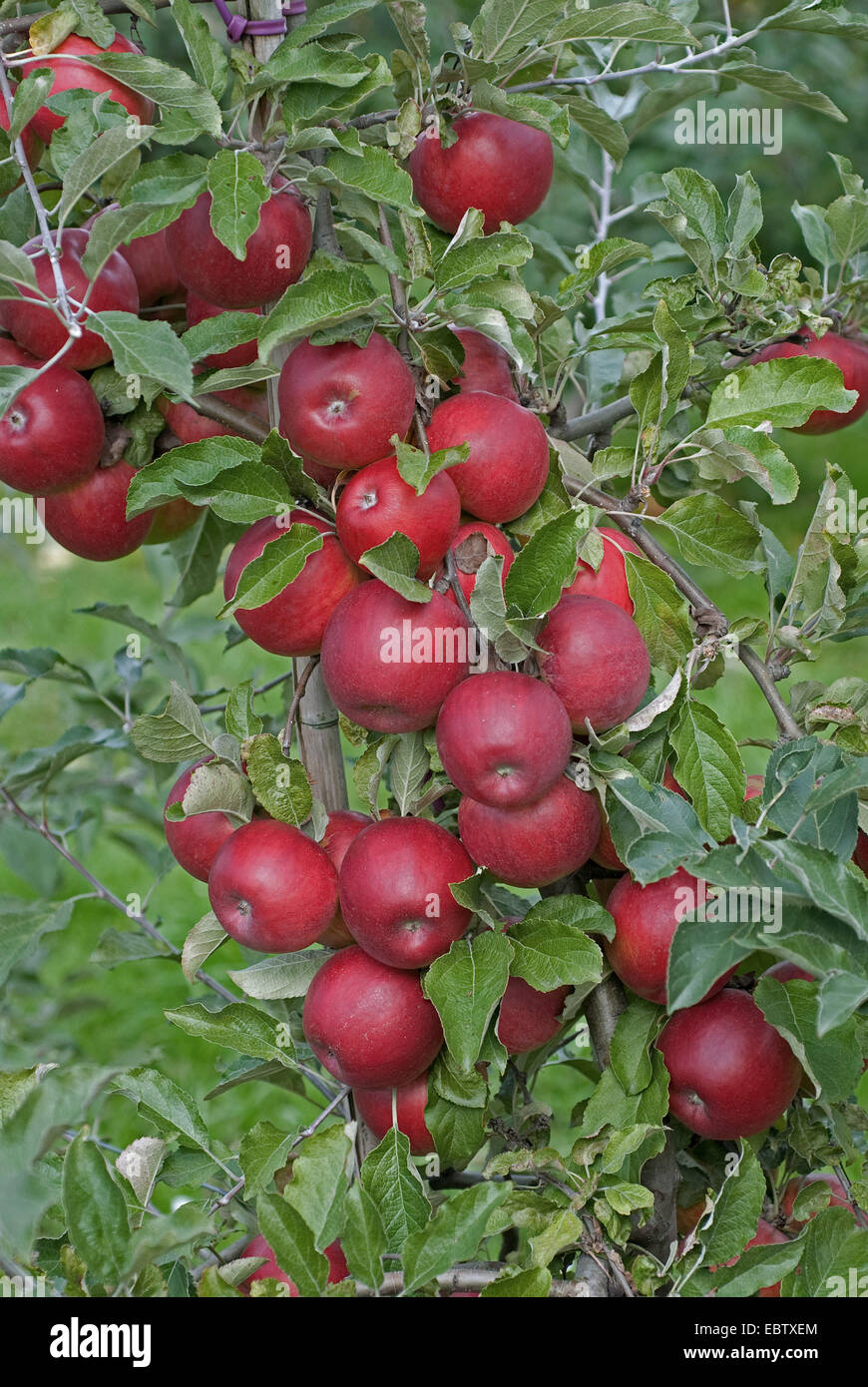 Jonathan apples malus domestica hires stock photography and images Alamy