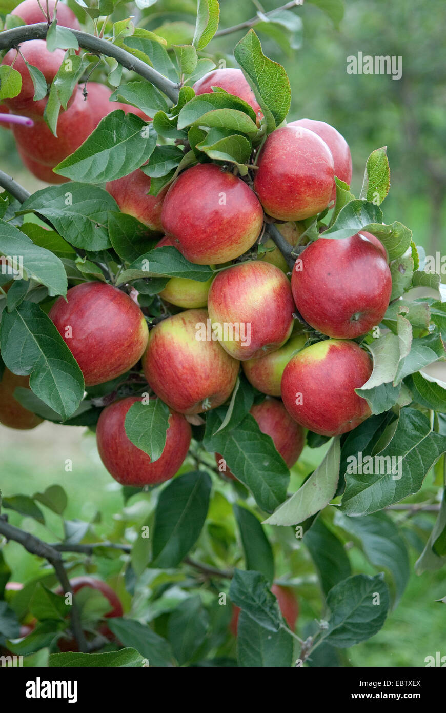 apple tree (Malus domestica 'Pilot', Malus domestica Pilot), cultivar Pilot, apples on a tree Stock Photo