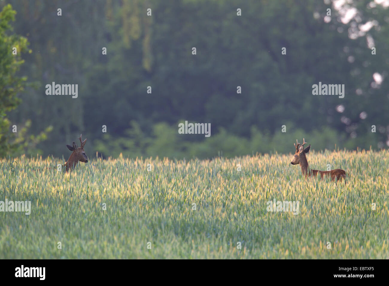 roe deer (Capreolus capreolus), two bucks eying up, Germany, Schleswig-Holstein Stock Photo