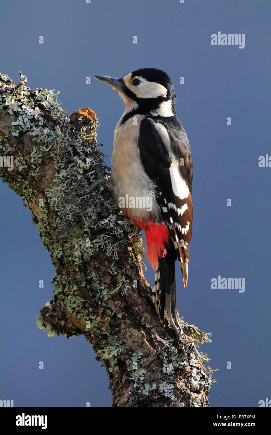 Great spotted woodpecker (Picoides major, Dendrocopos major), male sitting at a trunk, United Kingdom, Scotland, Cairngorms National Park Stock Photo