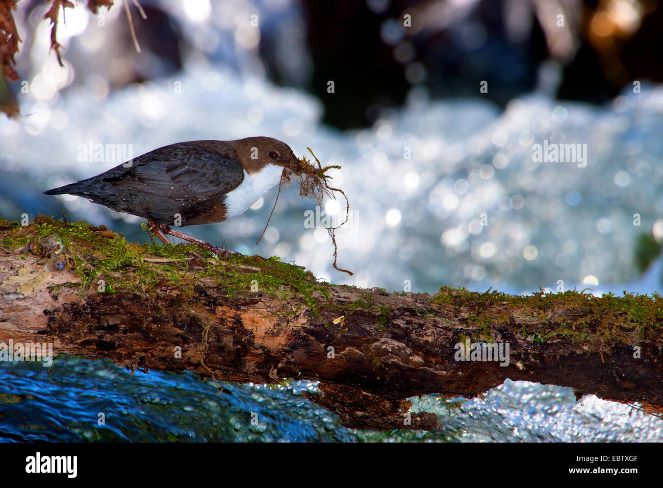 dipper (Cinclus cinclus), with nesting material in its beak at a creek, Switzerland, Sankt Gallen Stock Photo