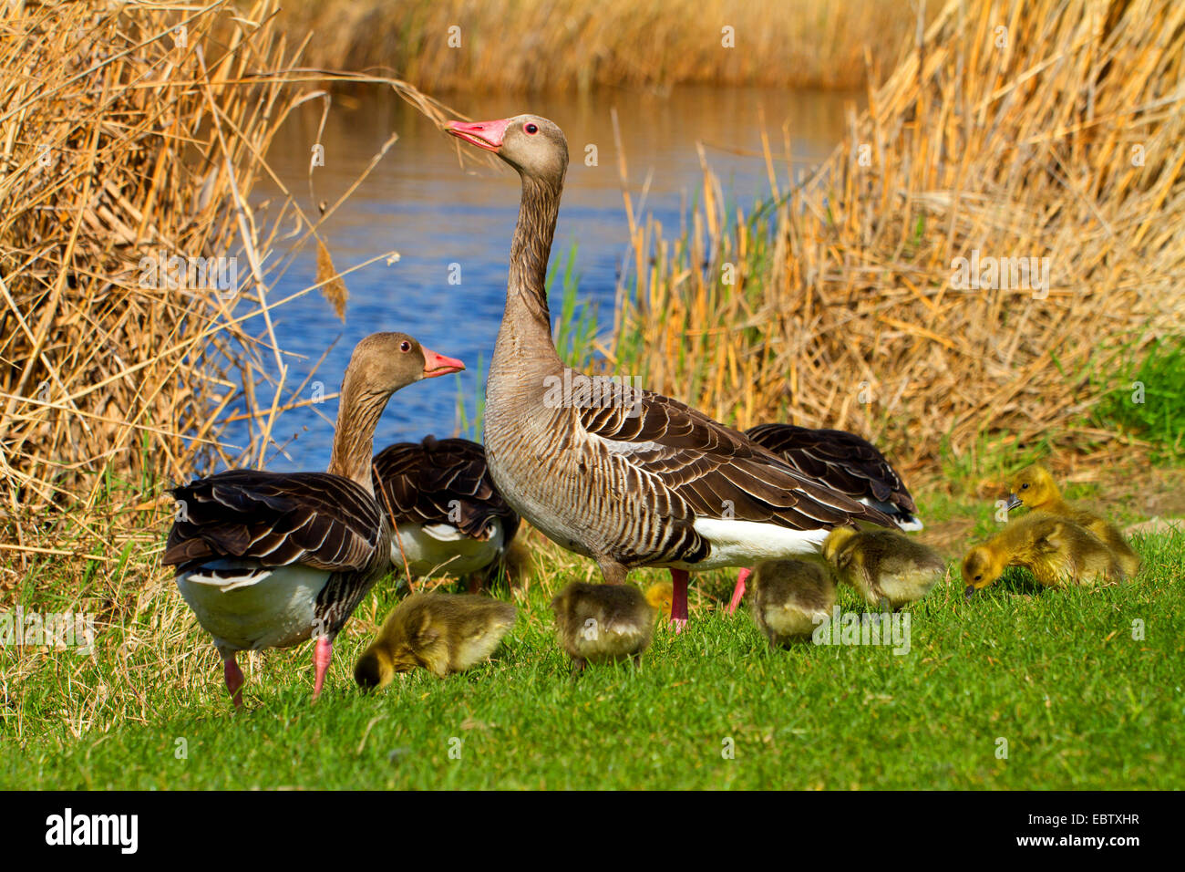 greylag goose (Anser anser), family, Austria, Burgenland Stock Photo