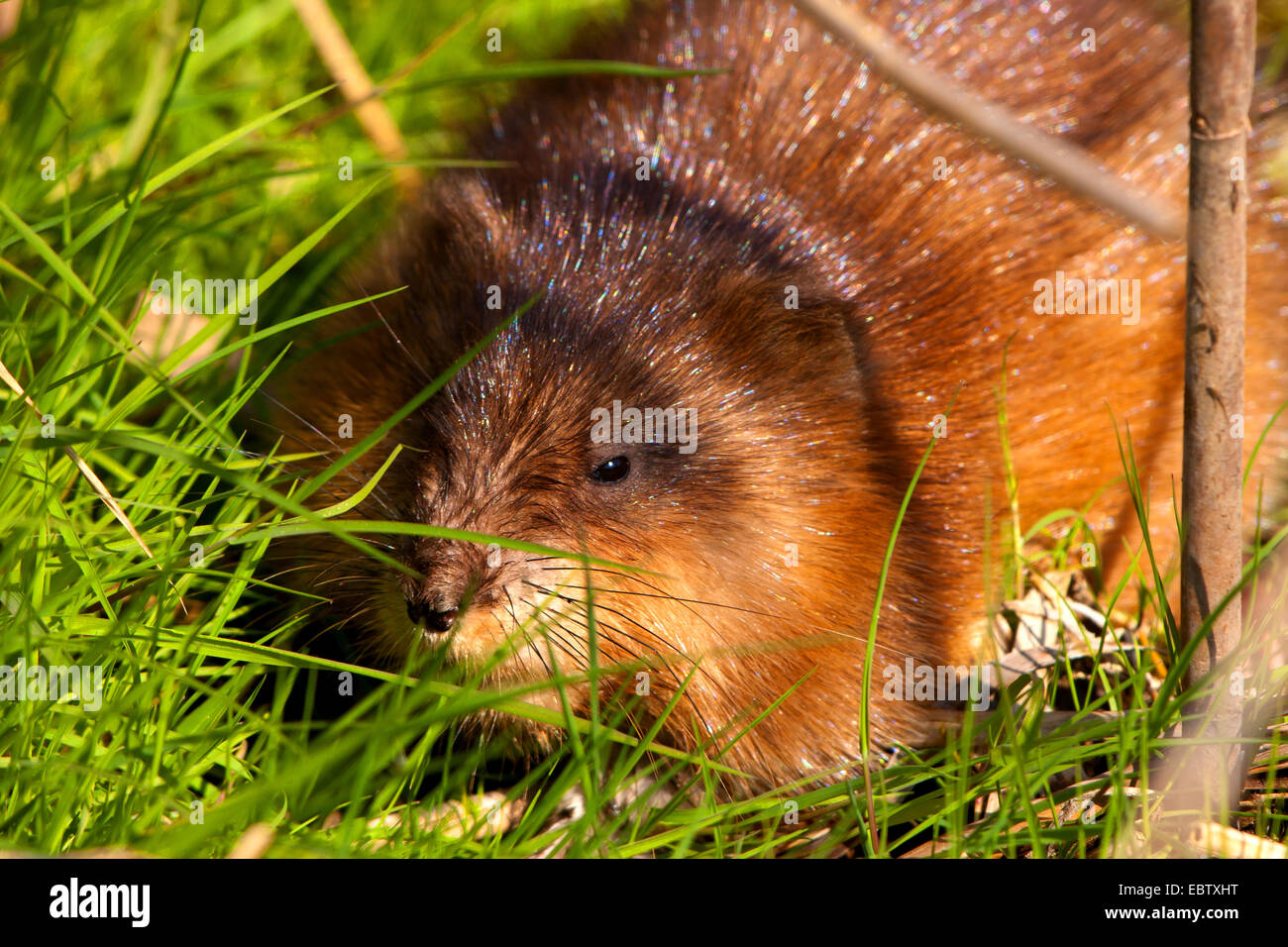 muskrat (Ondatra zibethica), gfeeding on grass, Switzerland, Sankt Gallen Stock Photo