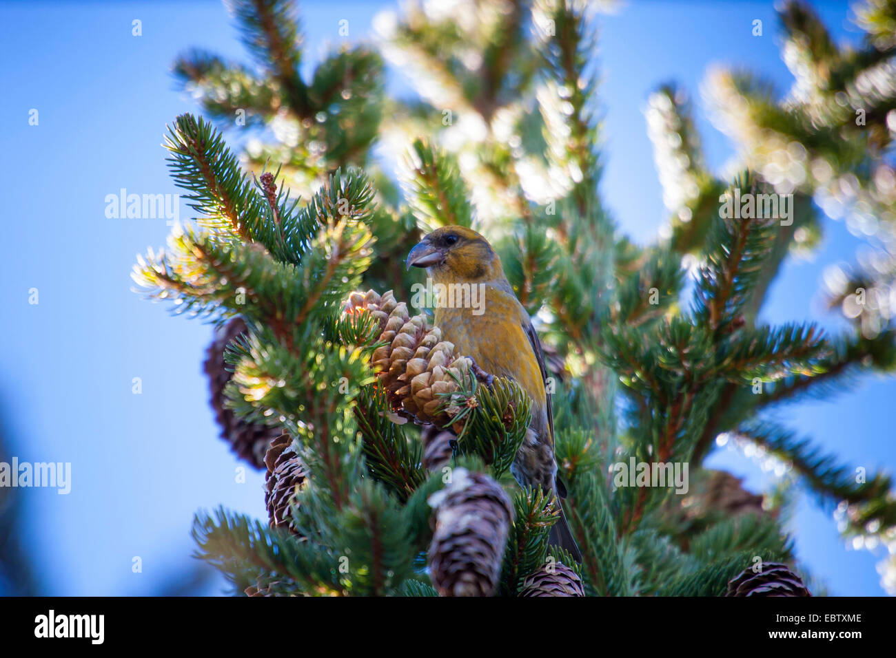 red crossbill (Loxia curvirostra), feeding on a spruce cone, Switzerland, Valais Stock Photo