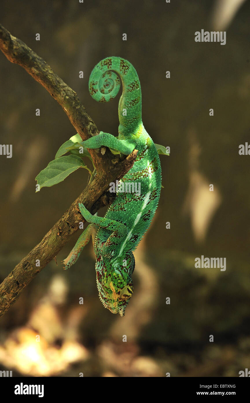 Panther chameleon (Furcifer pardalis), on branch, Madagascar Stock Photo