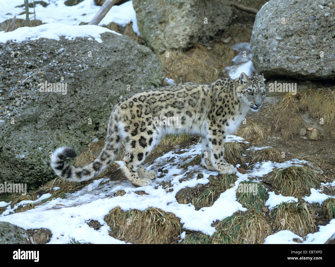snow leopard (Uncia uncia, Panthera uncia), between rocks Stock Photo