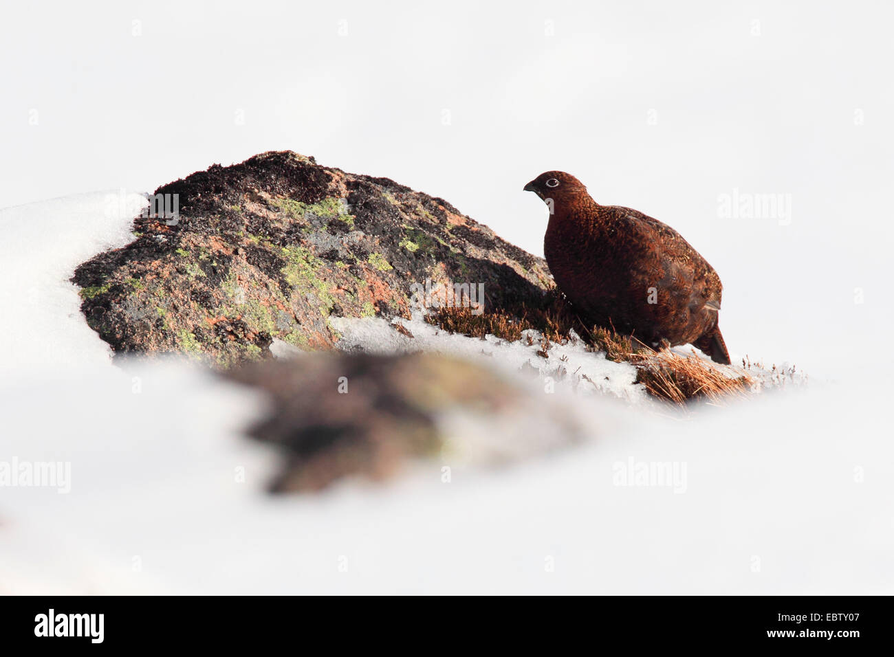 Red grouse (Lagopus lagopus scoticus), sitting on rock in snow, United Kingdom, Scotland, Cairngorms National Park Stock Photo