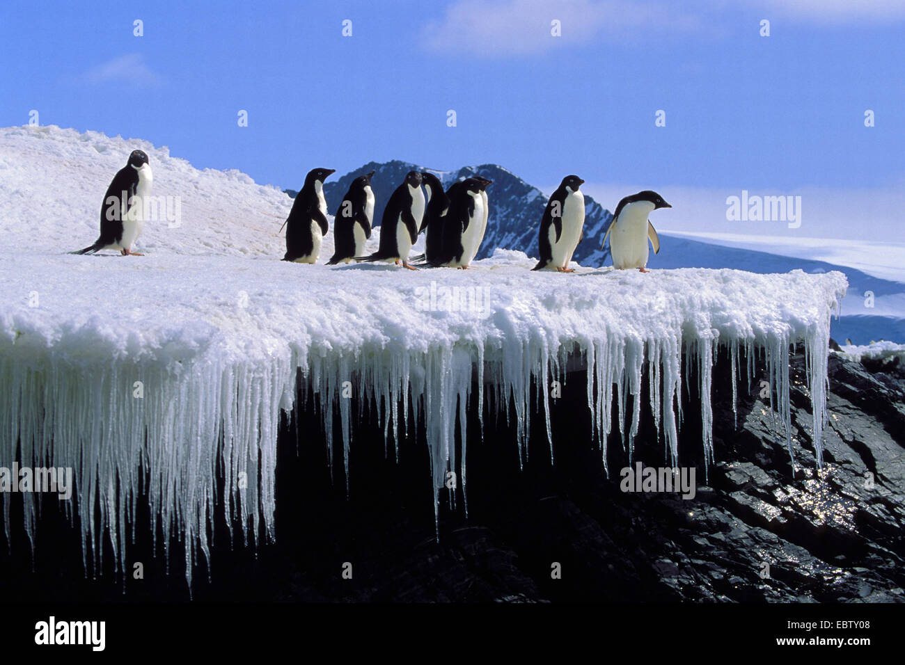 adelie penguin (Pygoscelis adeliae), group standing on ice formation, Antarctica, Hope Bay Stock Photo