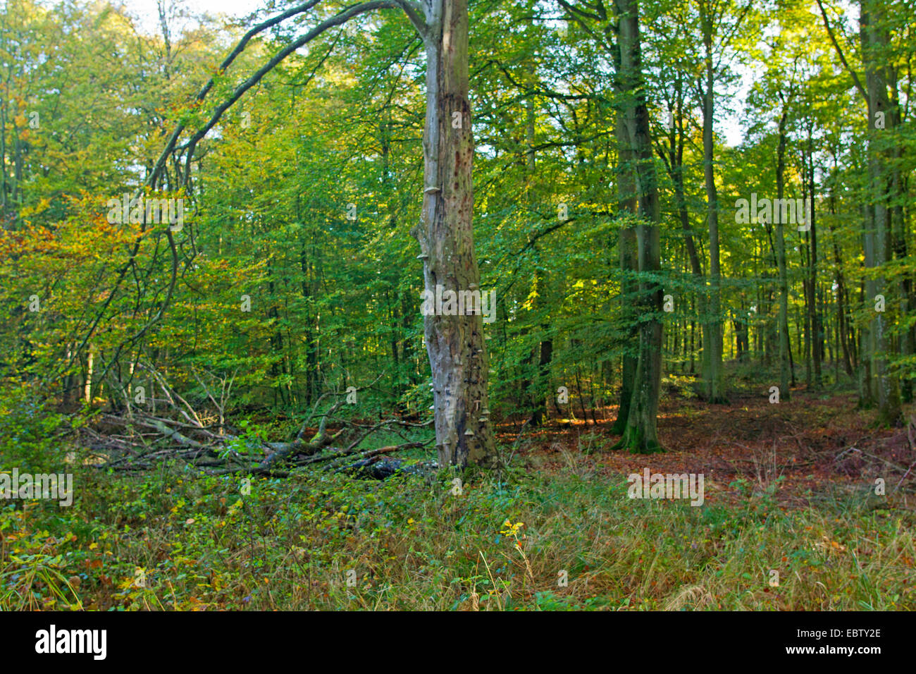 Red Banded Polypore, Red-banded Polypore, Red belted Bracket, Red-belted Bracket (Fomitopsis pinicola, Fomes pinicola, Fomes marginatus), on dead beech together with deer shield; Pluteus cervinus, Germany, Mecklenburg-Western Pomerania Stock Photo