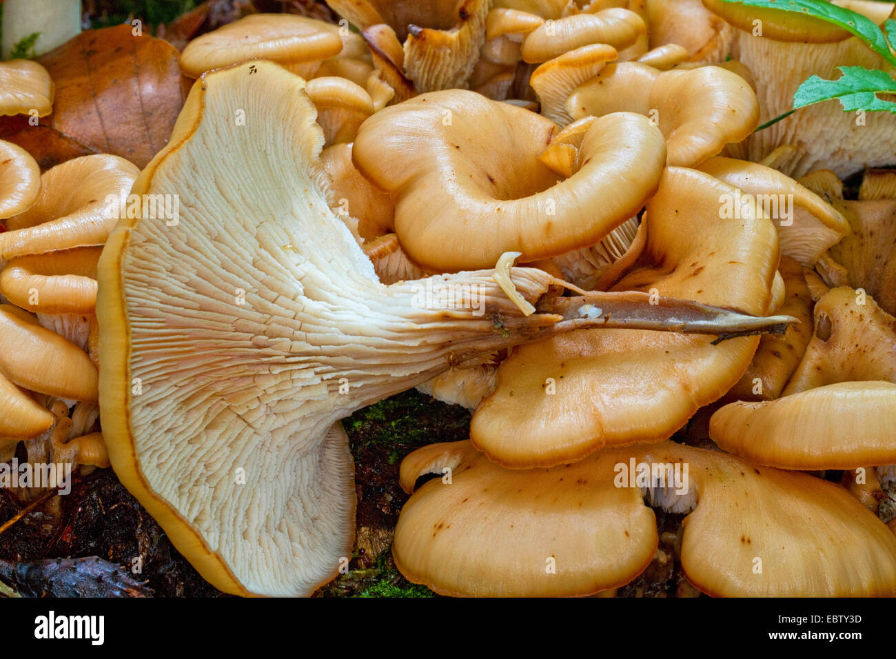 aniseed cockleshell (Lentinellus cochleatus), several fruiting bodies, one of them turned over, Germany, Mecklenburg-Western Pomerania Stock Photo