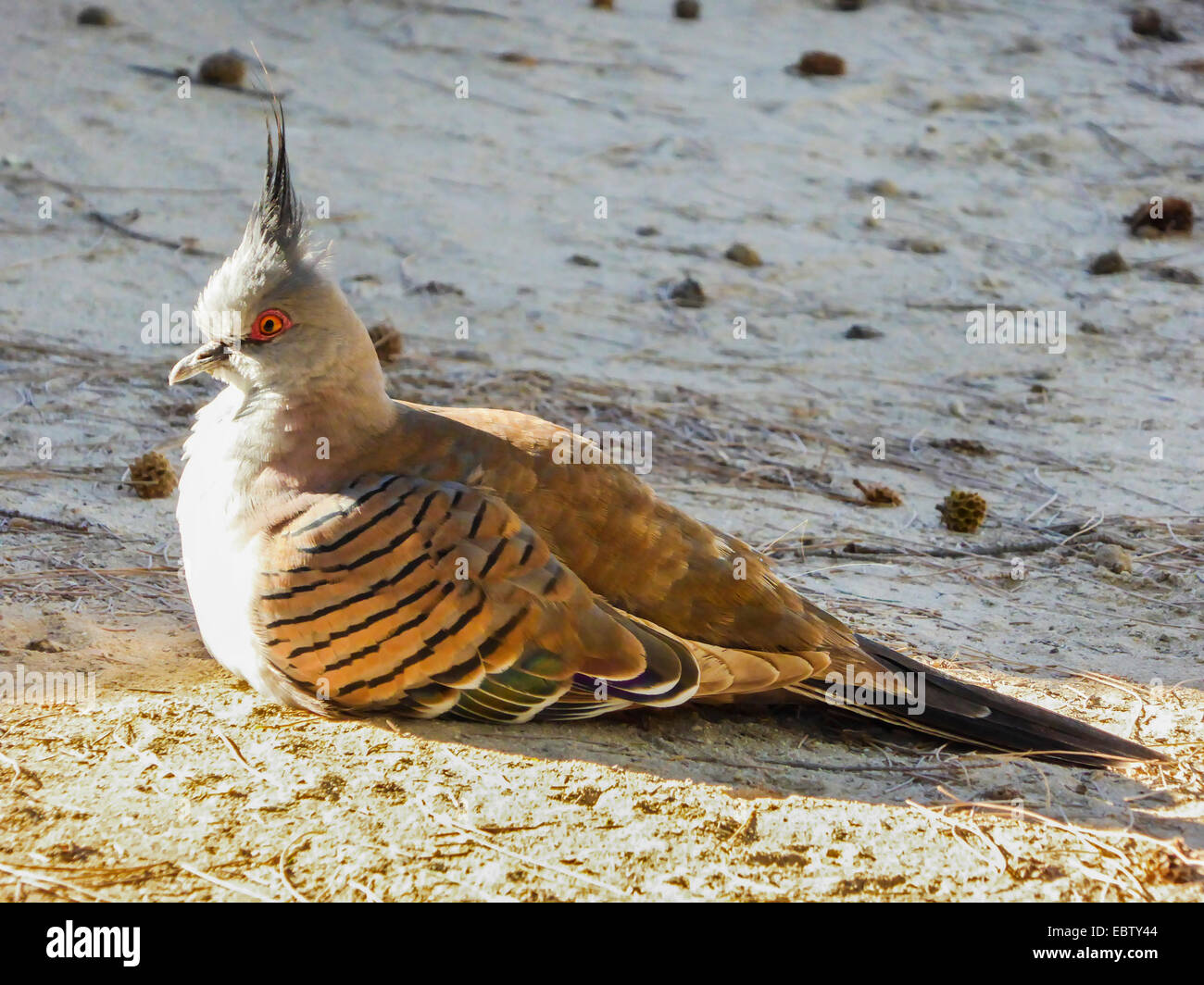 crested pigeon (Ocyphaps lophotes), resting on the ground, Australia, Western Australia, Coral Bay Stock Photo