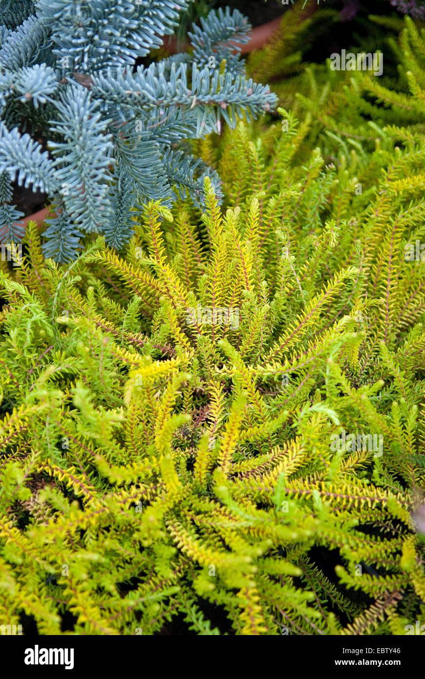 black crowberry (Empetrum nigrum 'Bernstein', Empetrum nigrum Bernstein), cultivar Bernstein Stock Photo