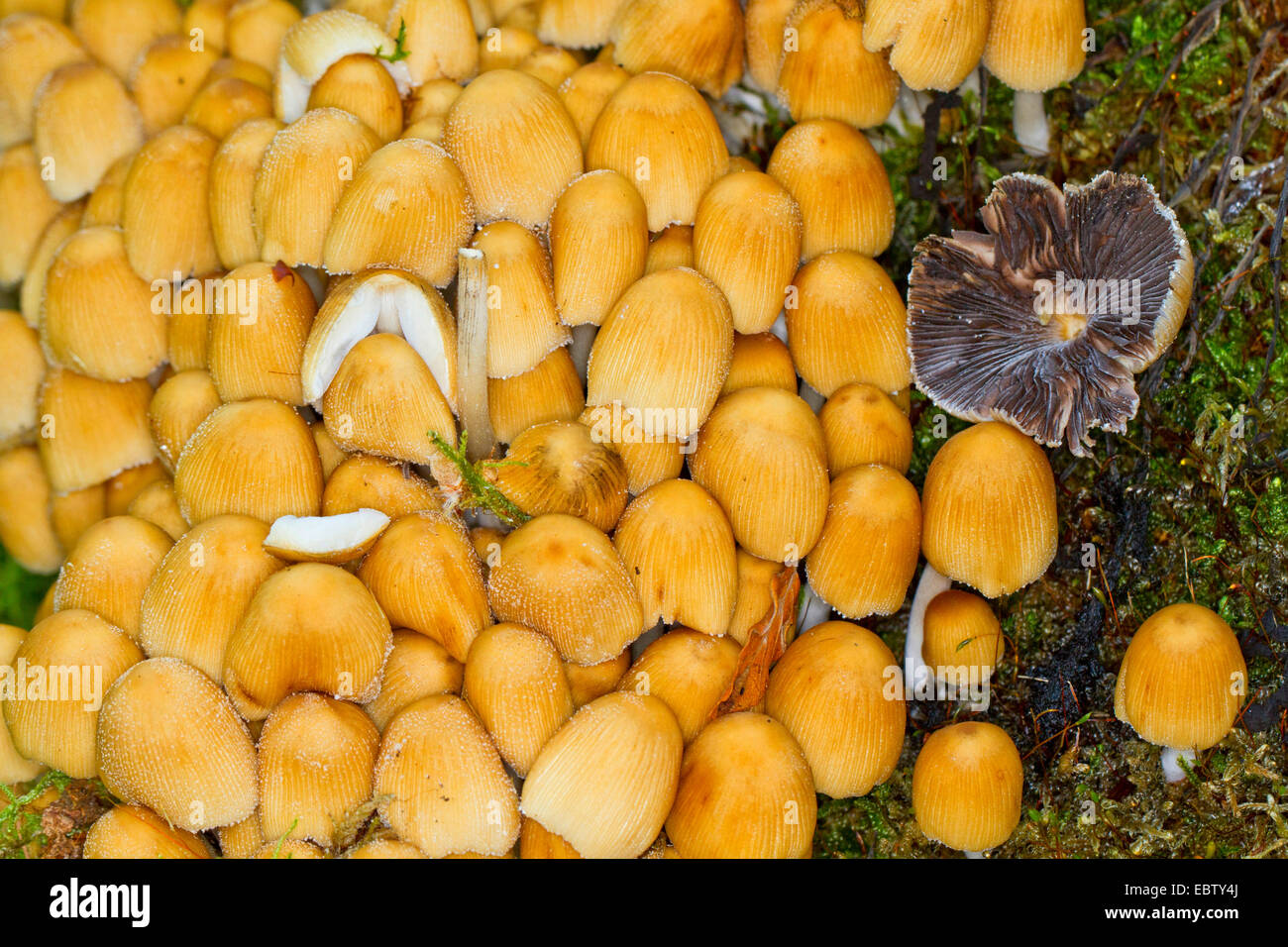 glistening inkcap (Coprinus micaceus), on mossy tree snag, Germany, Mecklenburg-Western Pomerania Stock Photo