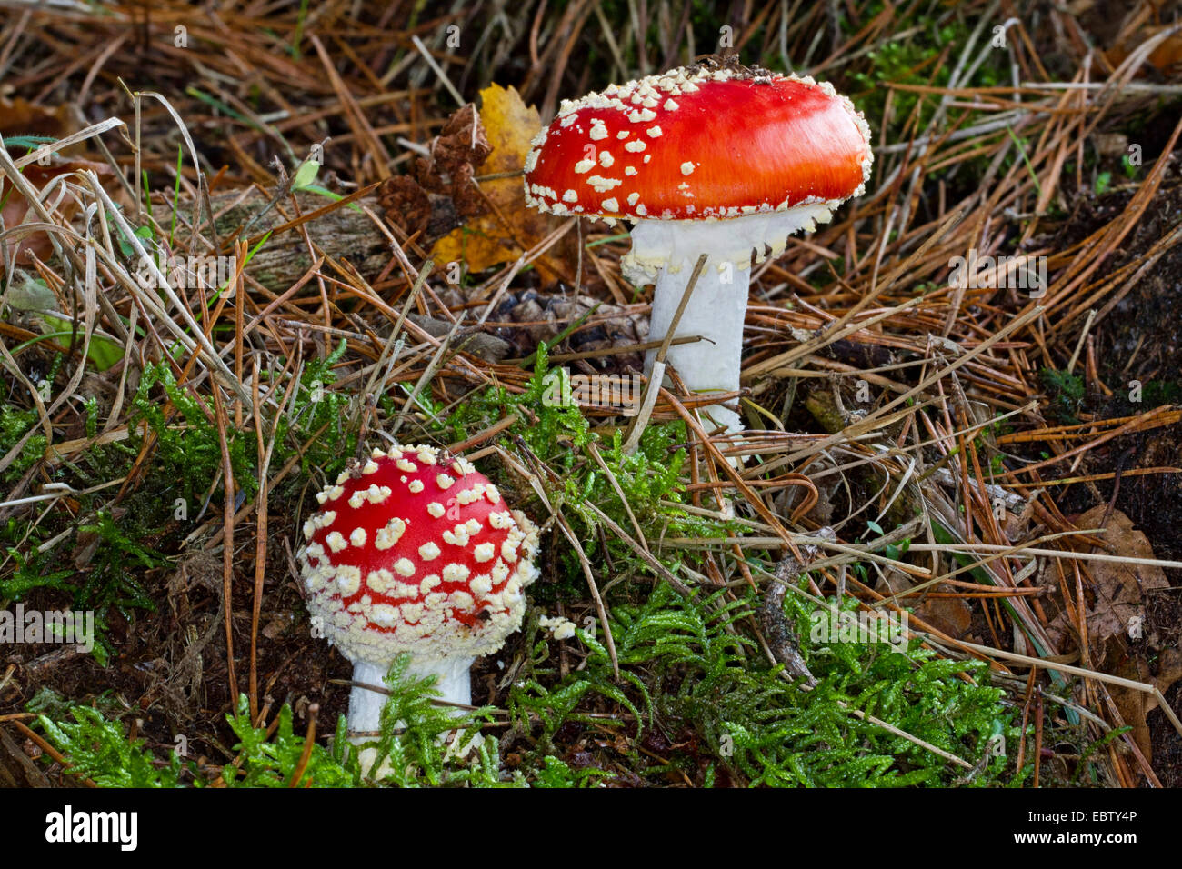 fly agaric (Amanita muscaria), two fruiting bodies in moss on forest floor, Germany, Mecklenburg-Western Pomerania Stock Photo