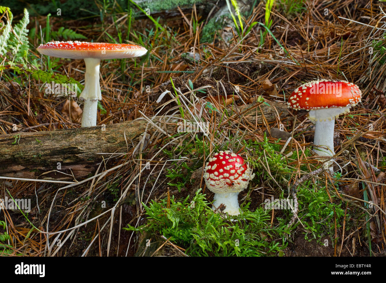 fly agaric (Amanita muscaria), three fruiting bodies in moss on forest floor, Germany, Mecklenburg-Western Pomerania Stock Photo