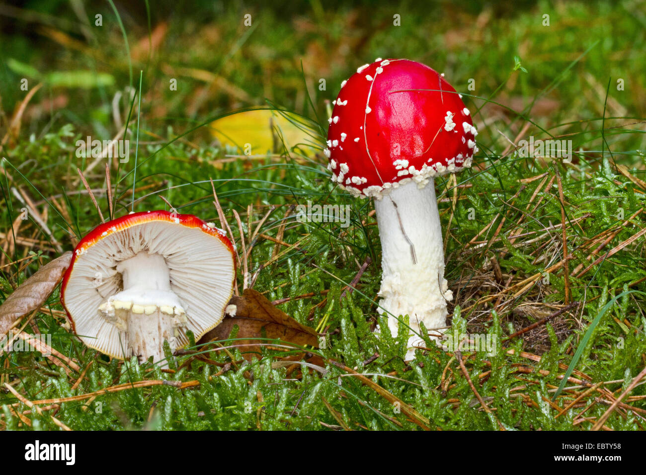 fly agaric (Amanita muscaria), two fruiting bodies in moss on forest floor, Germany, Mecklenburg-Western Pomerania Stock Photo