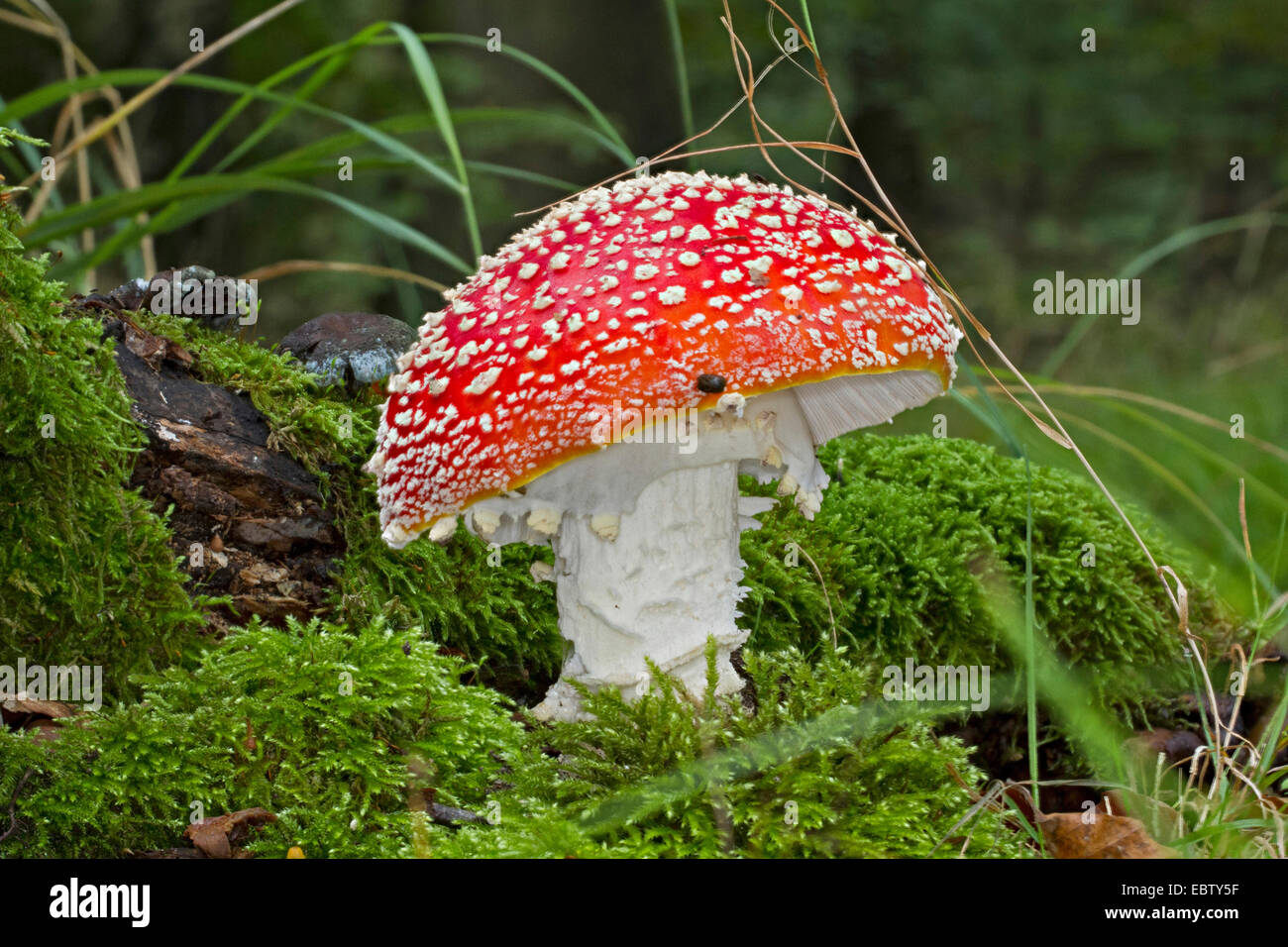 fly agaric (Amanita muscaria), fruiting body in moss on forest floor, Germany, Mecklenburg-Western Pomerania Stock Photo