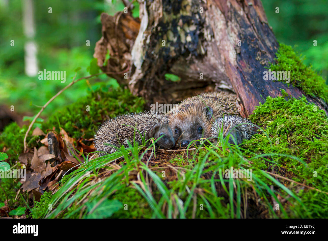 Western hedgehog, European hedgehog (Erinaceus europaeus), mother hedgehog with two young children at the entrance of its den, a mossy tree stump, Switzerland, Sankt Gallen Stock Photo
