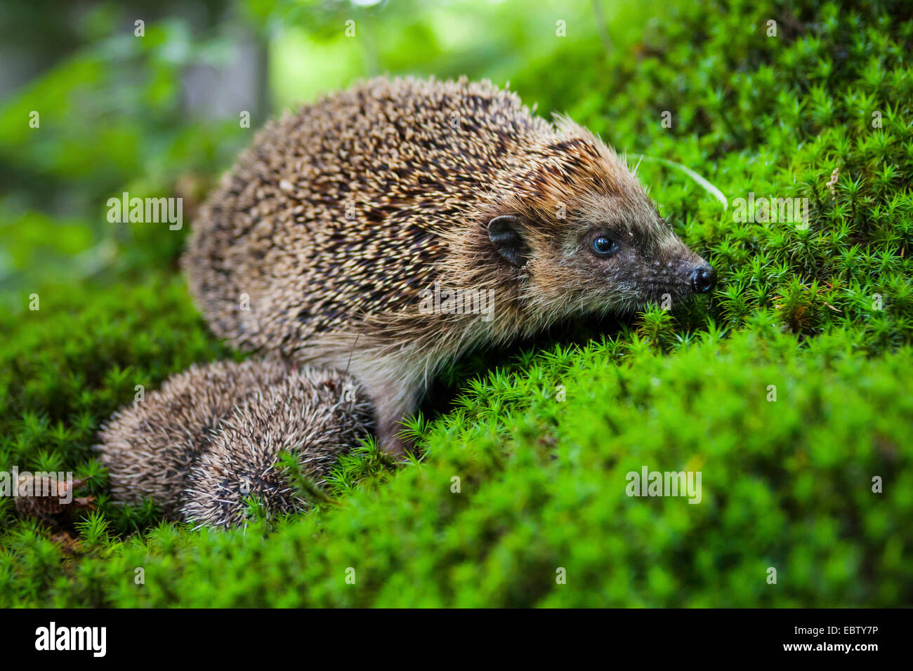 Western hedgehog, European hedgehog (Erinaceus europaeus), mother hedgehog with two animal babies in a forest, on moss, Switzerland, Sankt Gallen Stock Photo