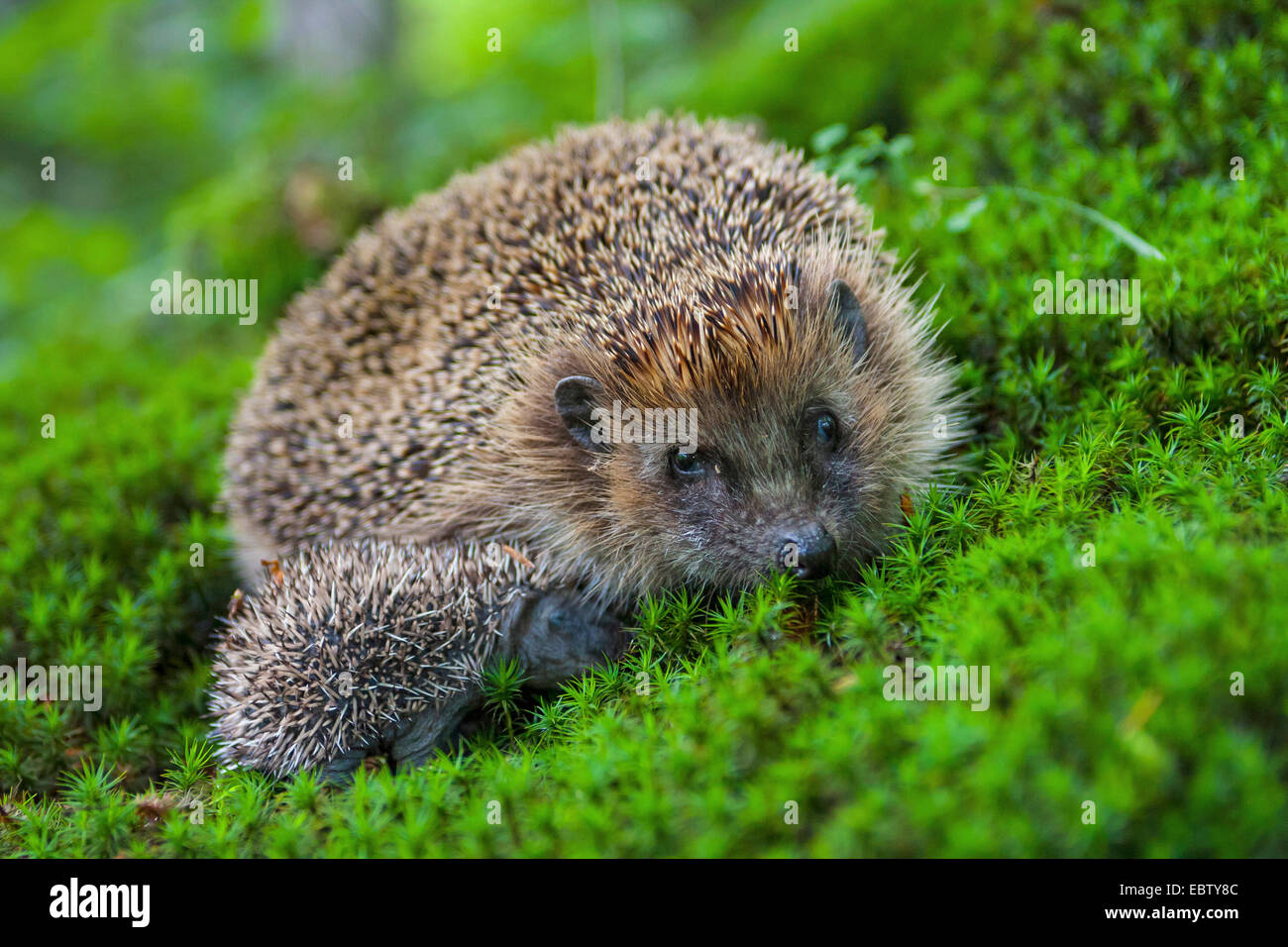 Western hedgehog, European hedgehog (Erinaceus europaeus), mother hedgehog with two animal babies in a forest, on moss, Switzerland, Sankt Gallen Stock Photo