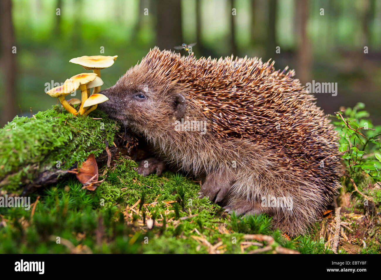 Western hedgehog, European hedgehog (Erinaceus europaeus), hedgehog ... Biology Diagrams