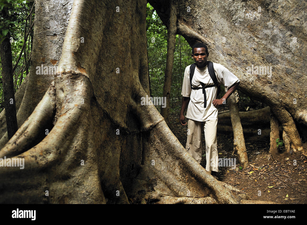 man standing at giant tree trunk, Madagascar, Ankarana National Park Stock Photo