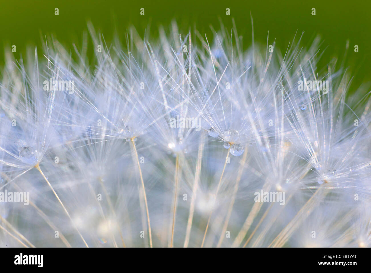 Closeup dandelion dew drops hi-res stock photography and images - Alamy