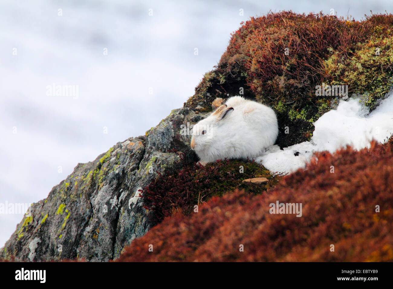 blue hare, mountain hare, white hare, Eurasian Arctic hare (Lepus timidus), resting in a rock, United Kingdom, Scotland, Cairngorms National Park Stock Photo