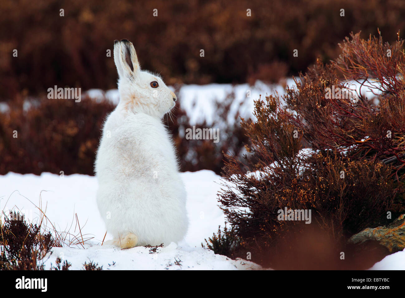 blue hare, mountain hare, white hare, Eurasian Arctic hare (Lepus timidus), sitting in snow in winter fur, United Kingdom, Scotland, Cairngorms National Park Stock Photo