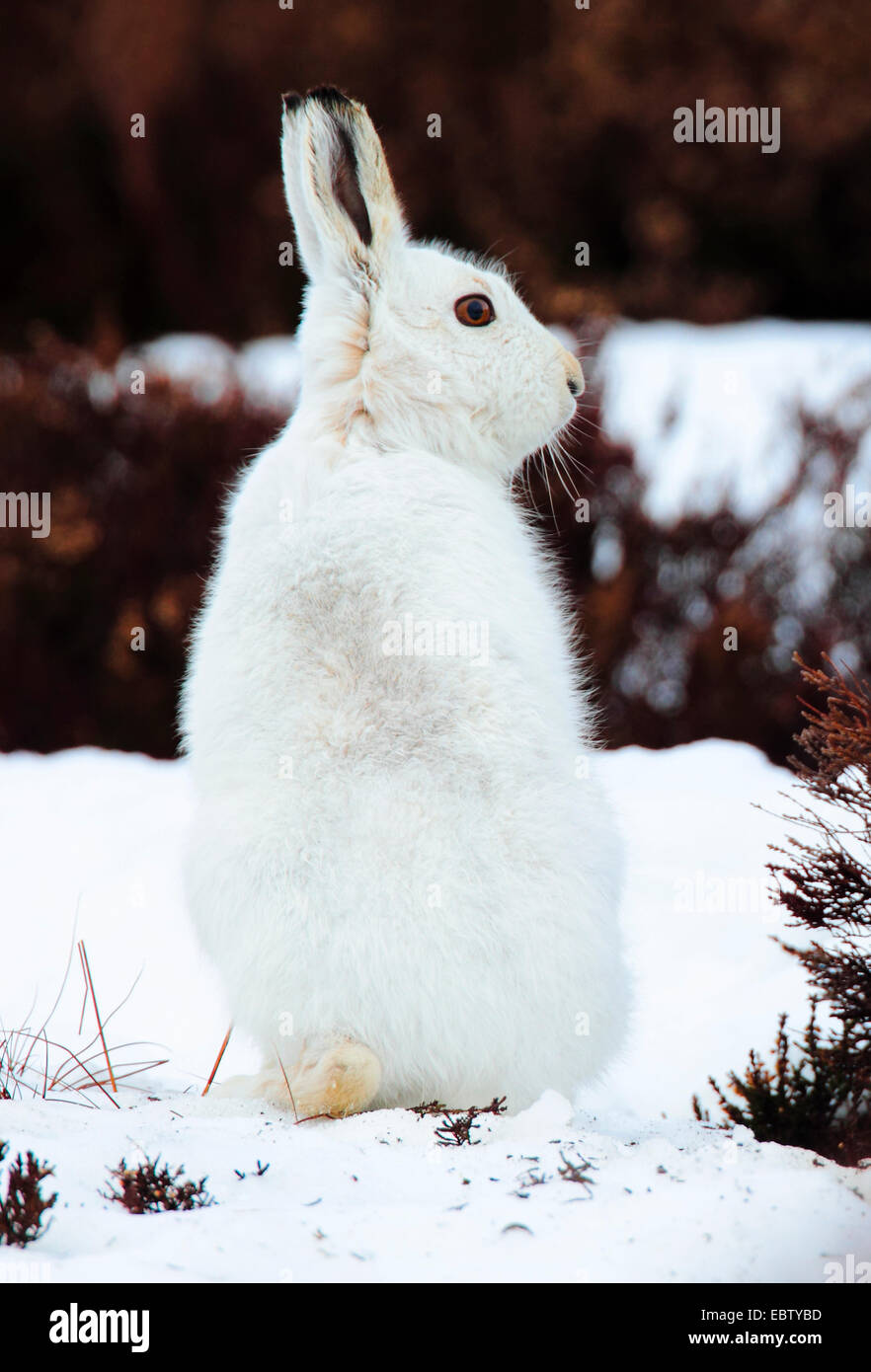 blue hare, mountain hare, white hare, Eurasian Arctic hare (Lepus timidus), sitting in snow in winter fur, United Kingdom, Scotland, Cairngorms National Park Stock Photo