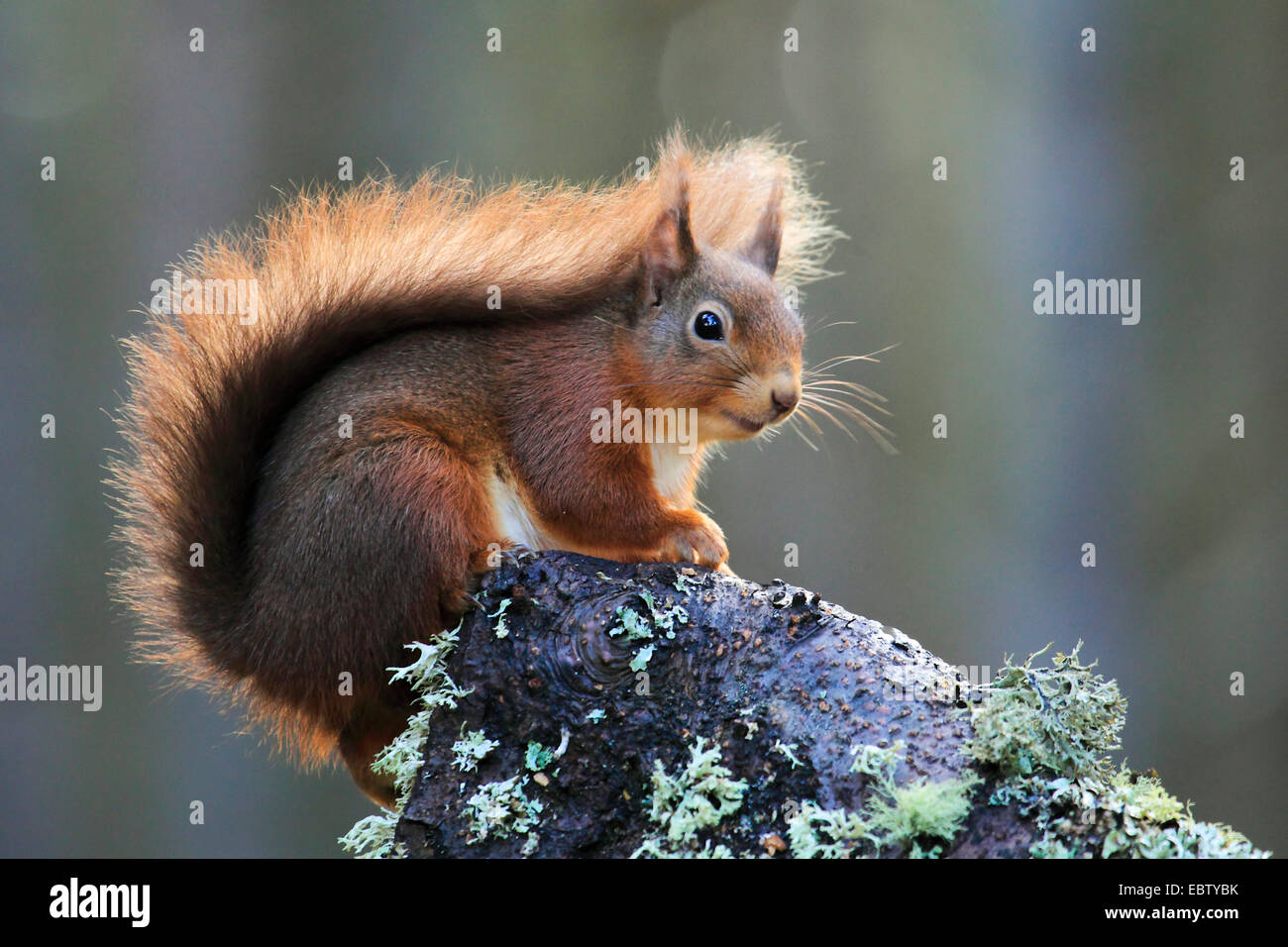 European red squirrel, Eurasian red squirrel (Sciurus vulgaris ...