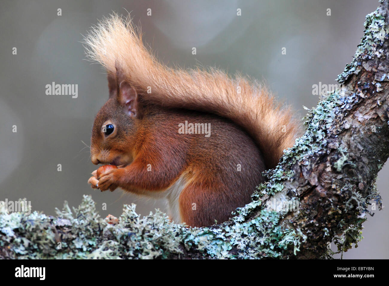 European red squirrel, Eurasian red squirrel (Sciurus vulgaris), sitting on a branch with hazelnut in its paws, United Kingdom, Scotland, Cairngorms National Park Stock Photo