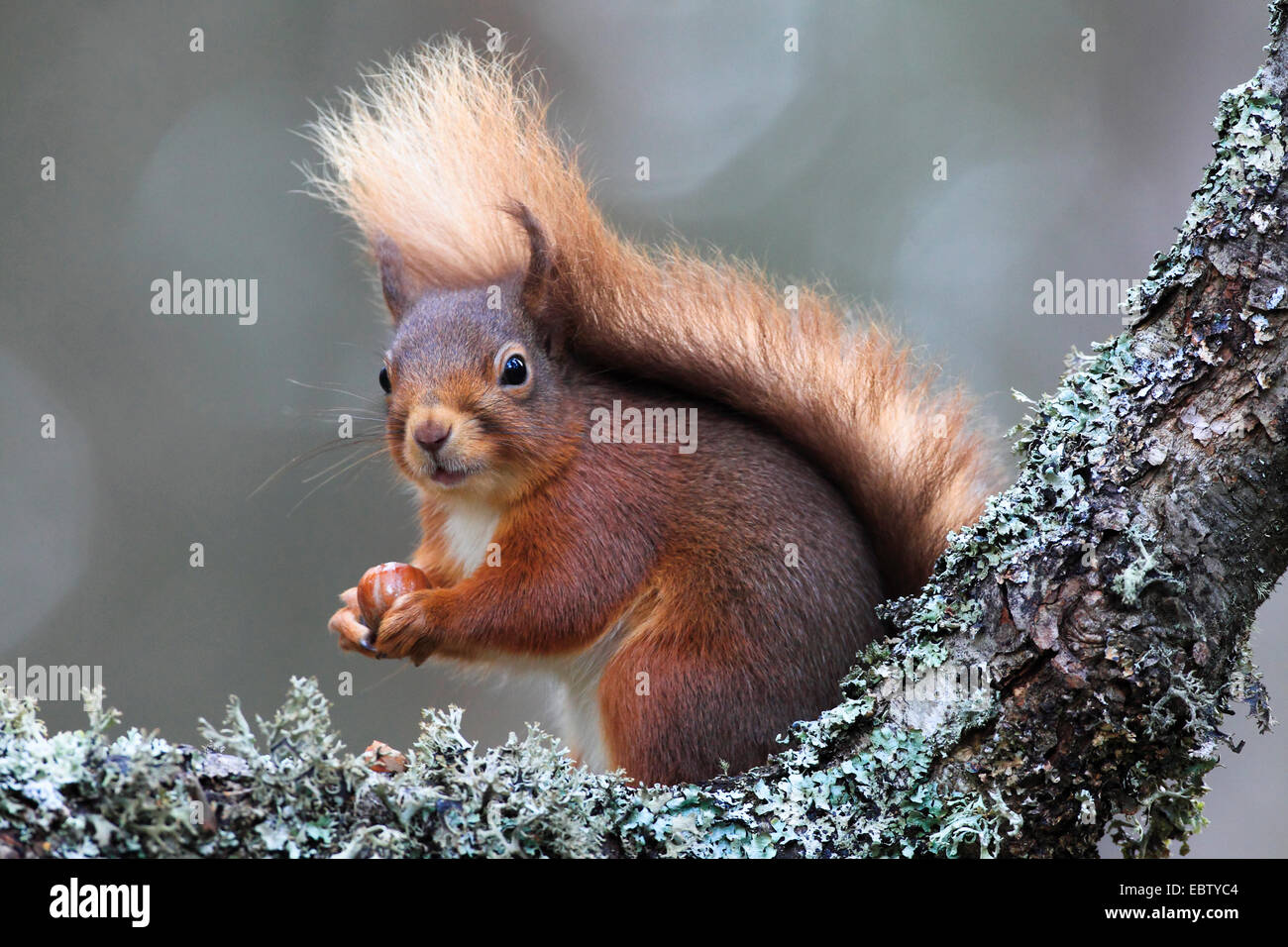 European red squirrel, Eurasian red squirrel (Sciurus vulgaris), sitting on a branch with a hazelnut in its paws, United Kingdom, Scotland, Cairngorms National Park Stock Photo