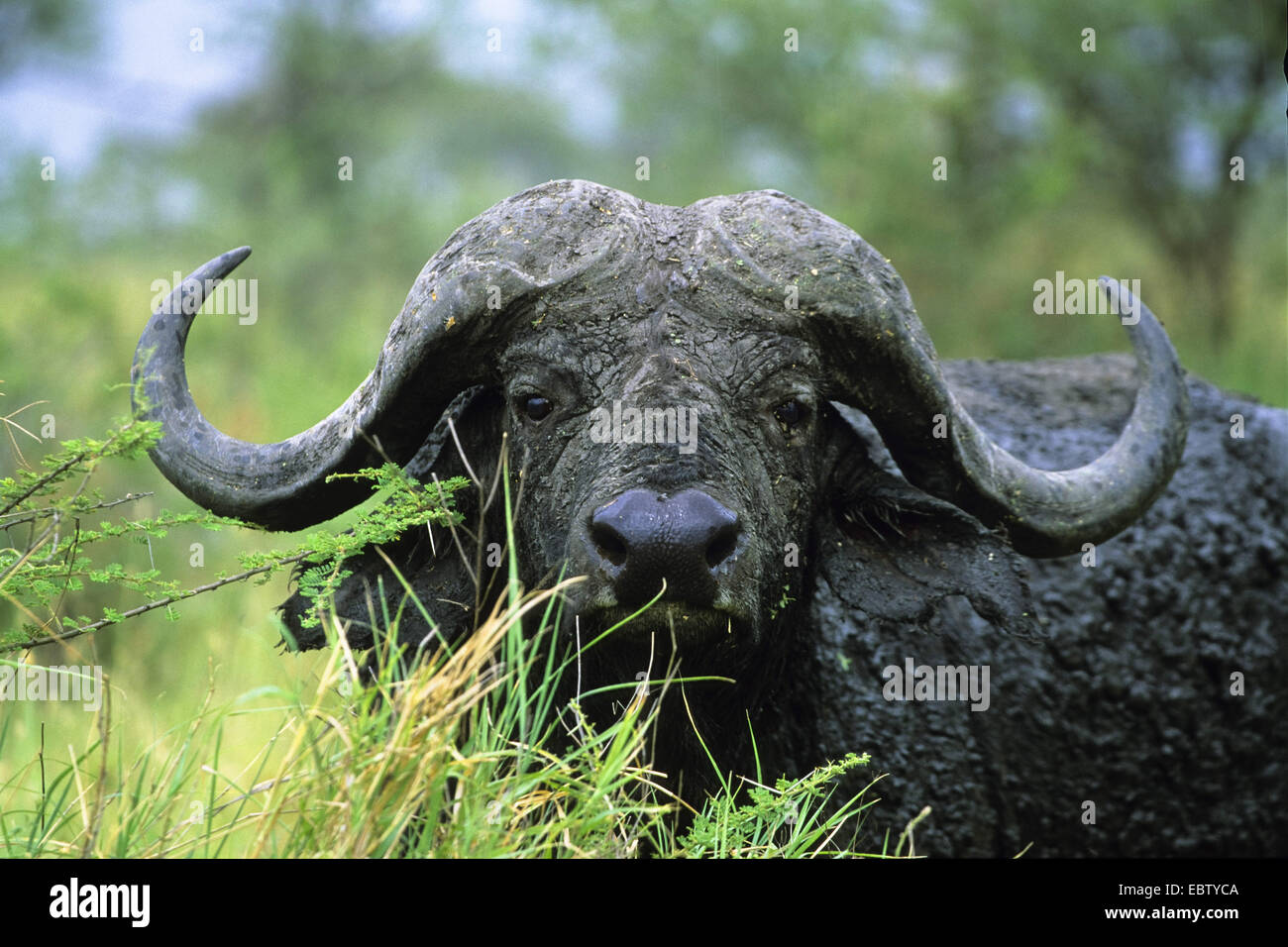 African buffalo (Syncerus caffer), portrait, Tanzania, Serengeti NP Stock Photo