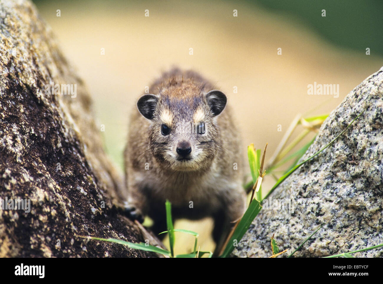 Hyraxes hires stock photography and images Alamy