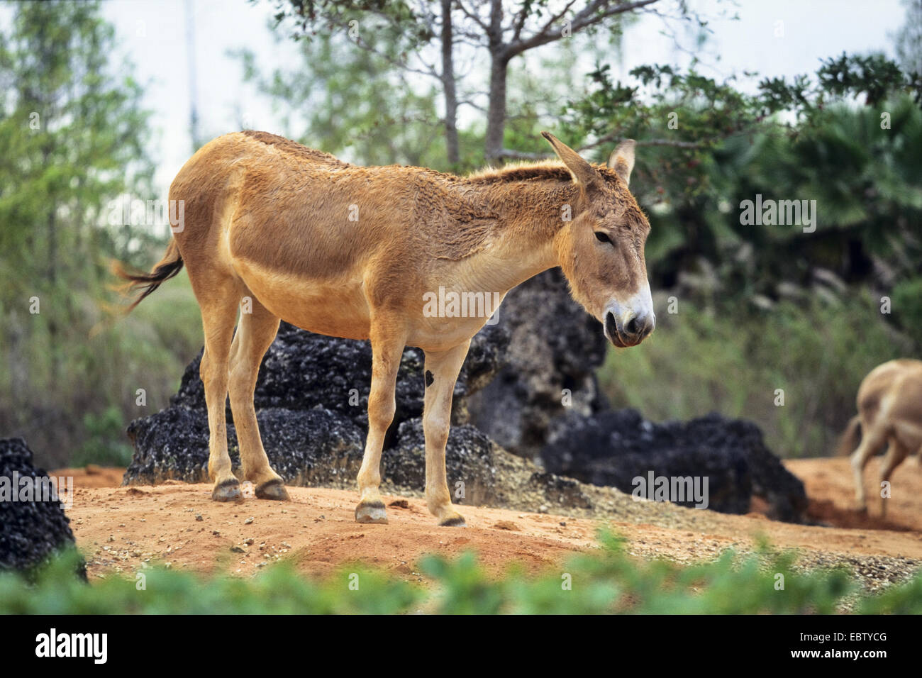 onager (Equus onager, Equus hemionus onager), standing, Iran Stock Photo