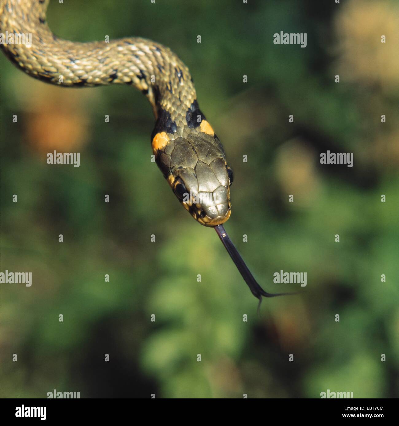 grass snake (Natrix natrix), flicking tongue, Germany Stock Photo