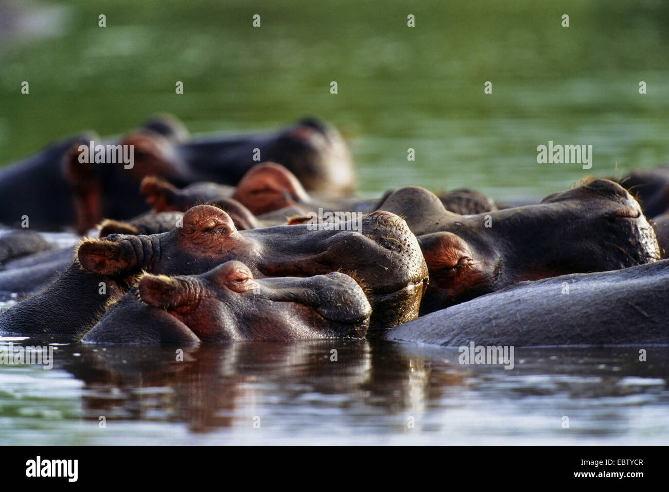 hippopotamus, hippo, Common hippopotamus (Hippopotamus amphibius), sleeping, Tanzania, Serengeti NP Stock Photo