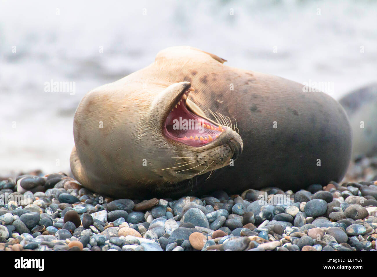 harbor seal, common seal (Phoca vitulina), Harbour Seal yawning, Germany, Schleswig-Holstein, Heligoland Stock Photo
