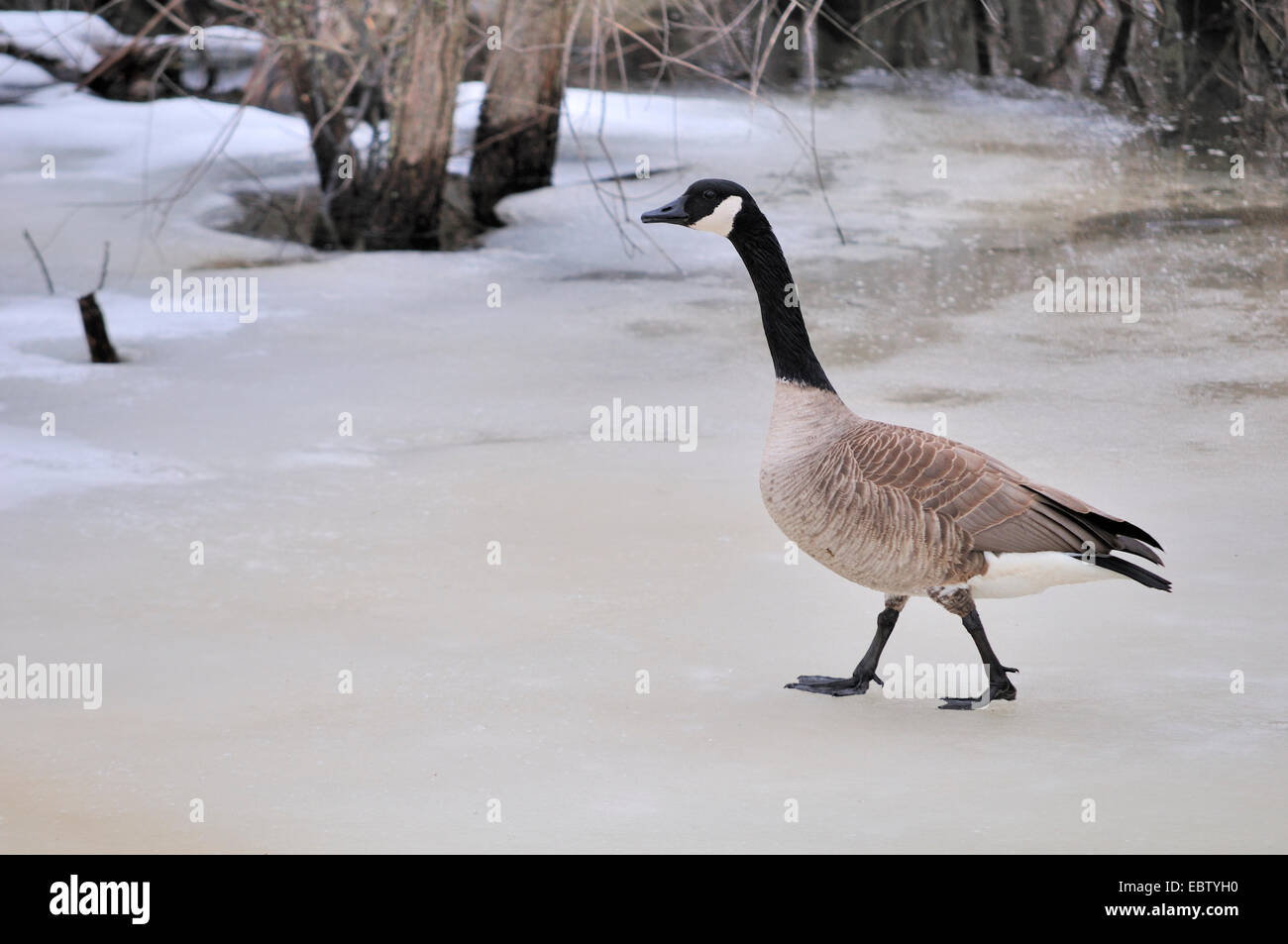 A Canada goose walking on ice waiting for the thaw. Stock Photo