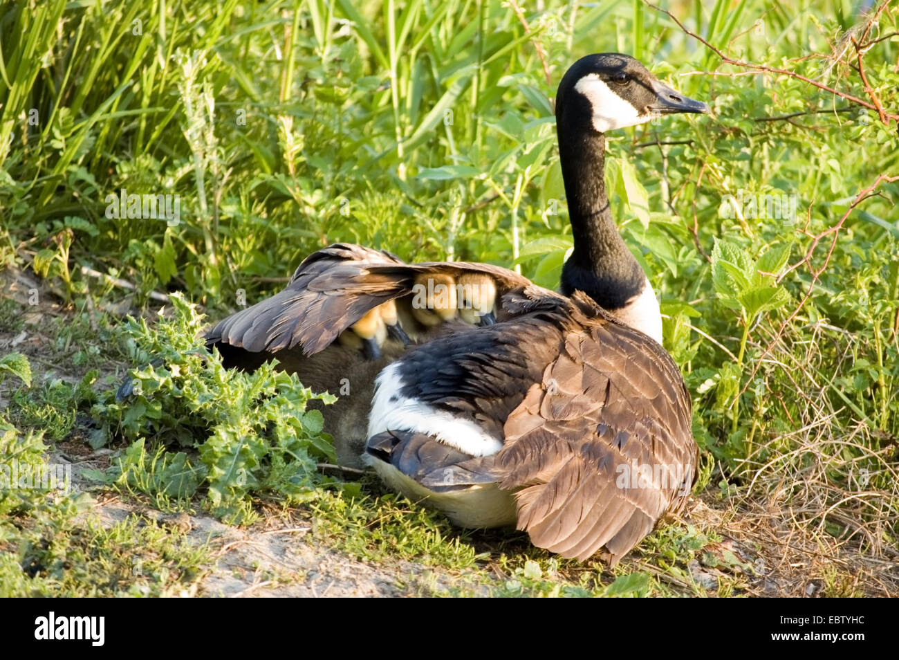 Four Canada goose goslings under the wing of their mother. Stock Photo