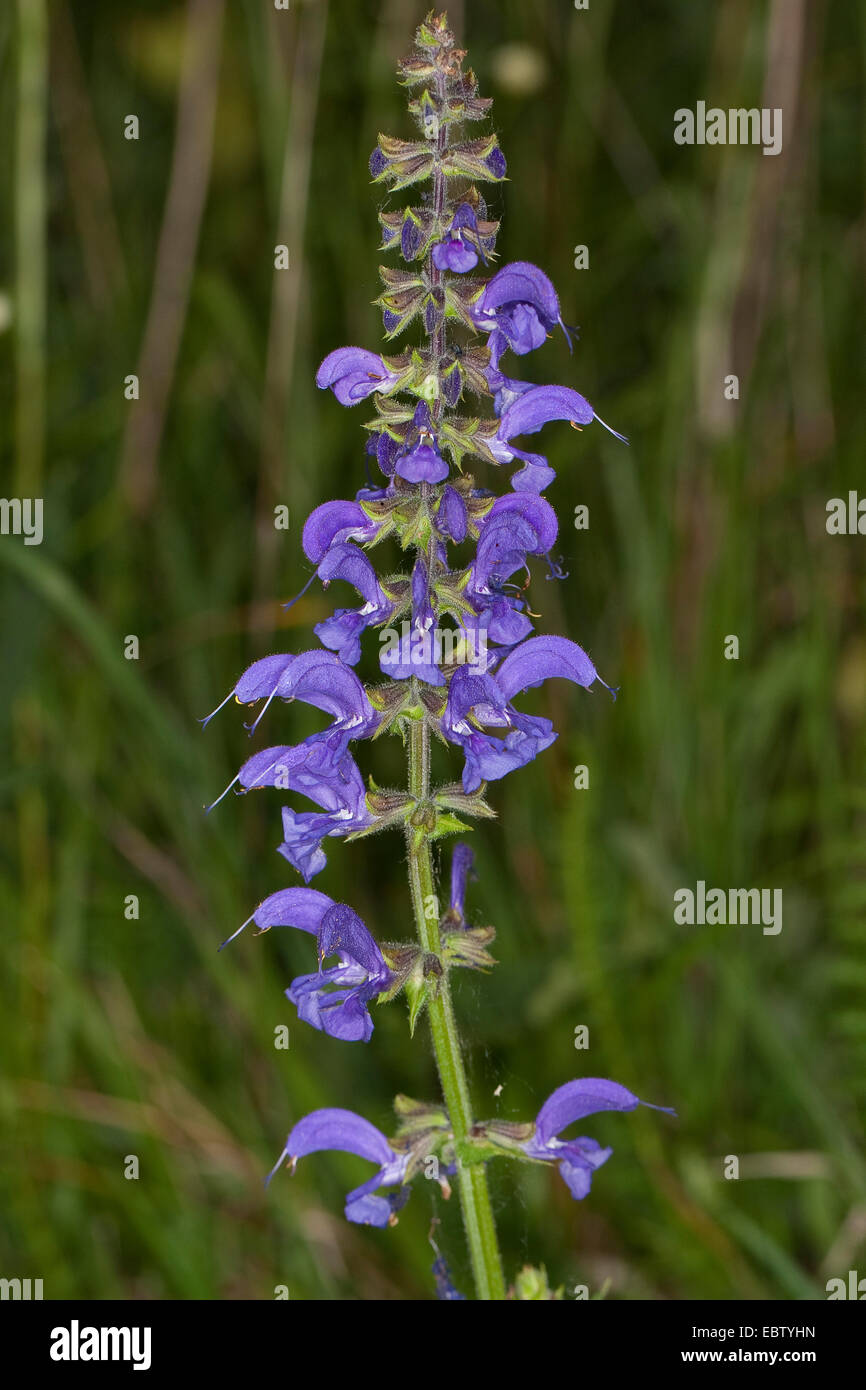 meadow clary, meadow sage (Salvia pratensis), inflorescence, Germany