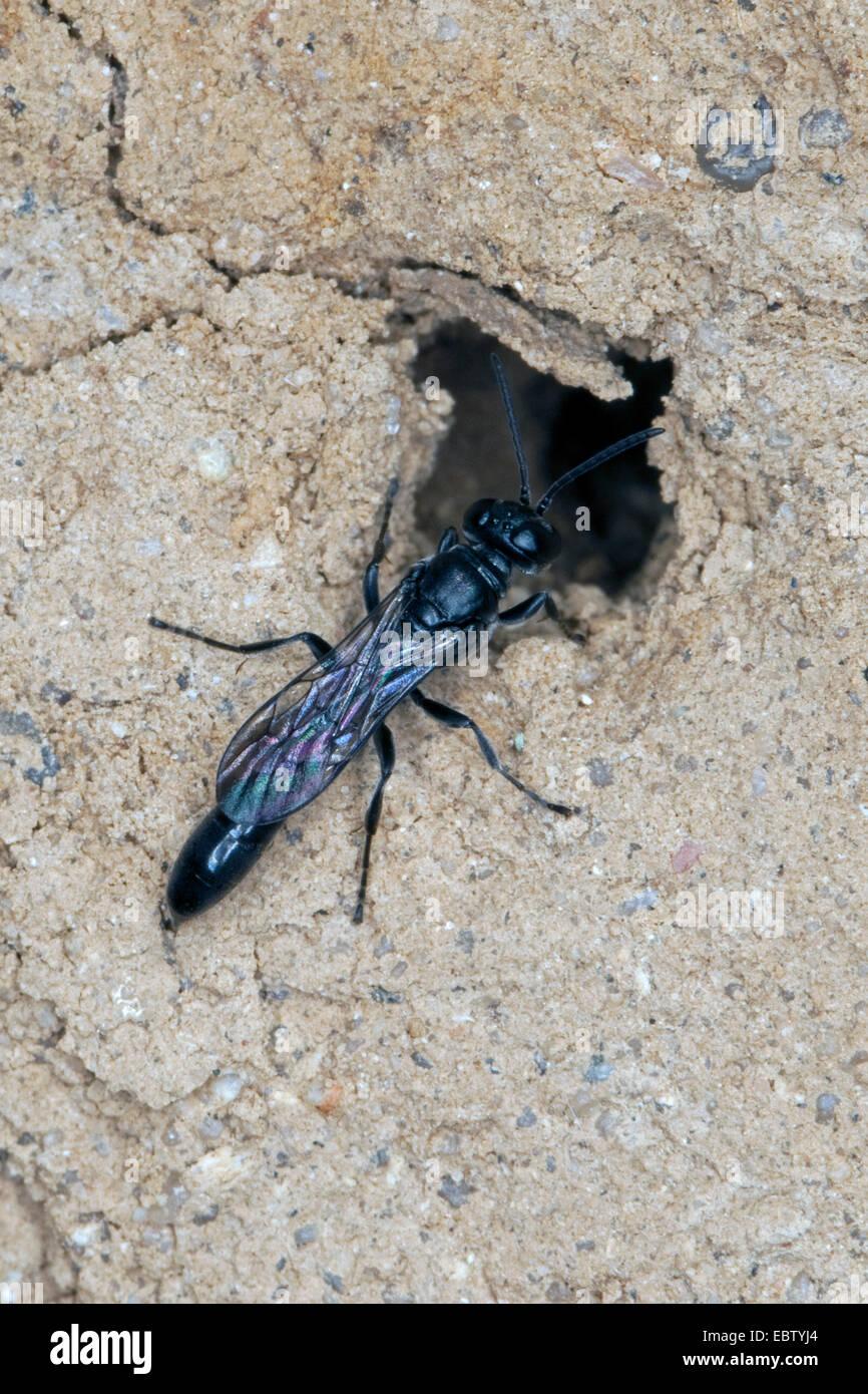 Organ pipe mud dauber, Digger wasp (Trypoxylon spec.), sitting at its