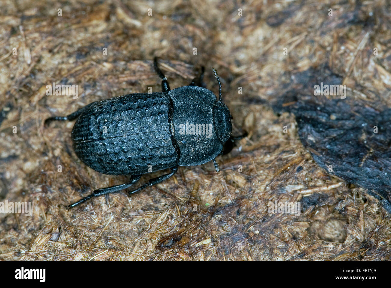 Opatrum sabulosum (Opatrum sabulosum, Asida sabulosa), sitting on a cowpat, Germany Stock Photo