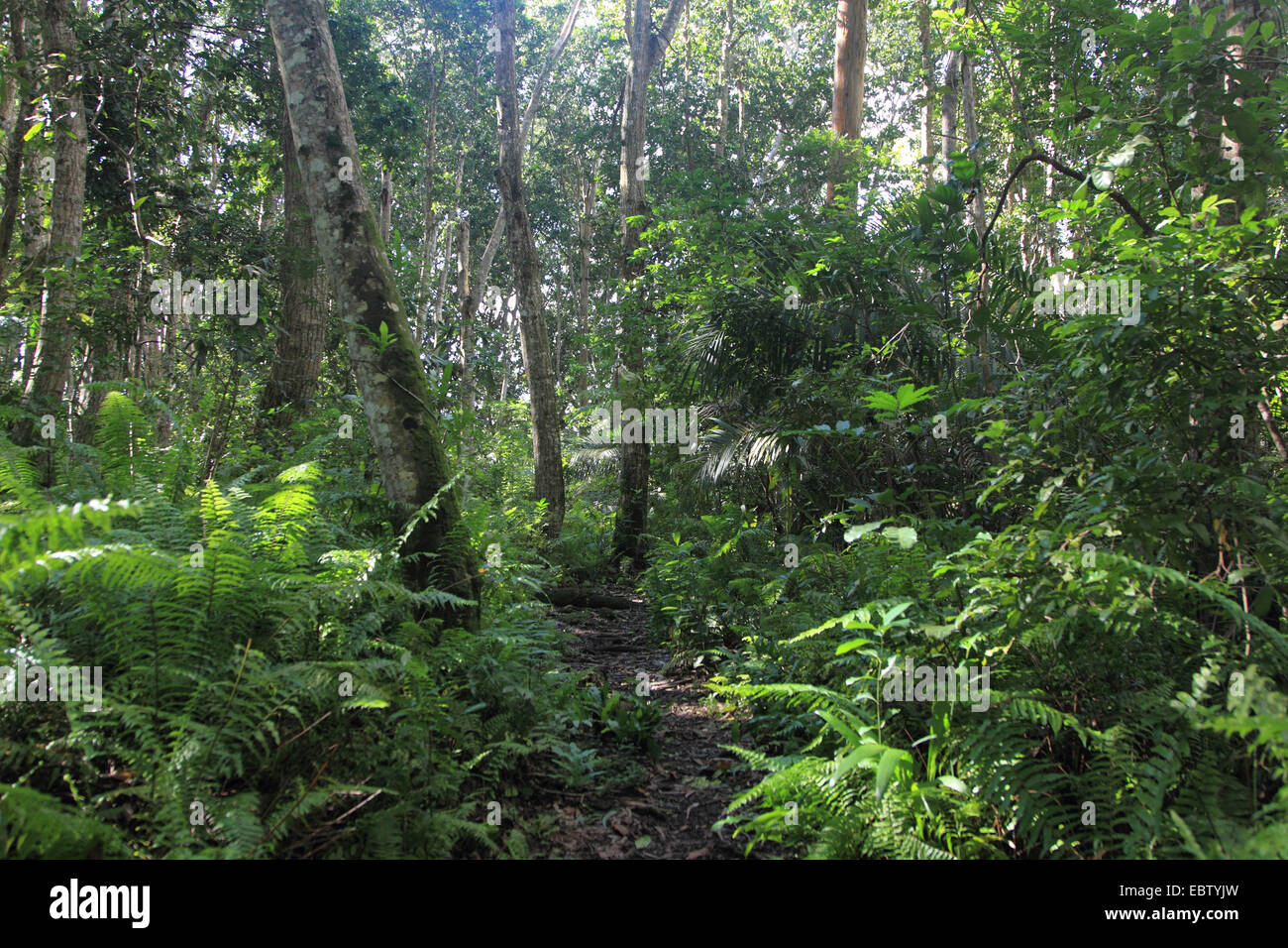 rain rain forest, Tanzania, Sansibar, Jozani National Park Stock Photo