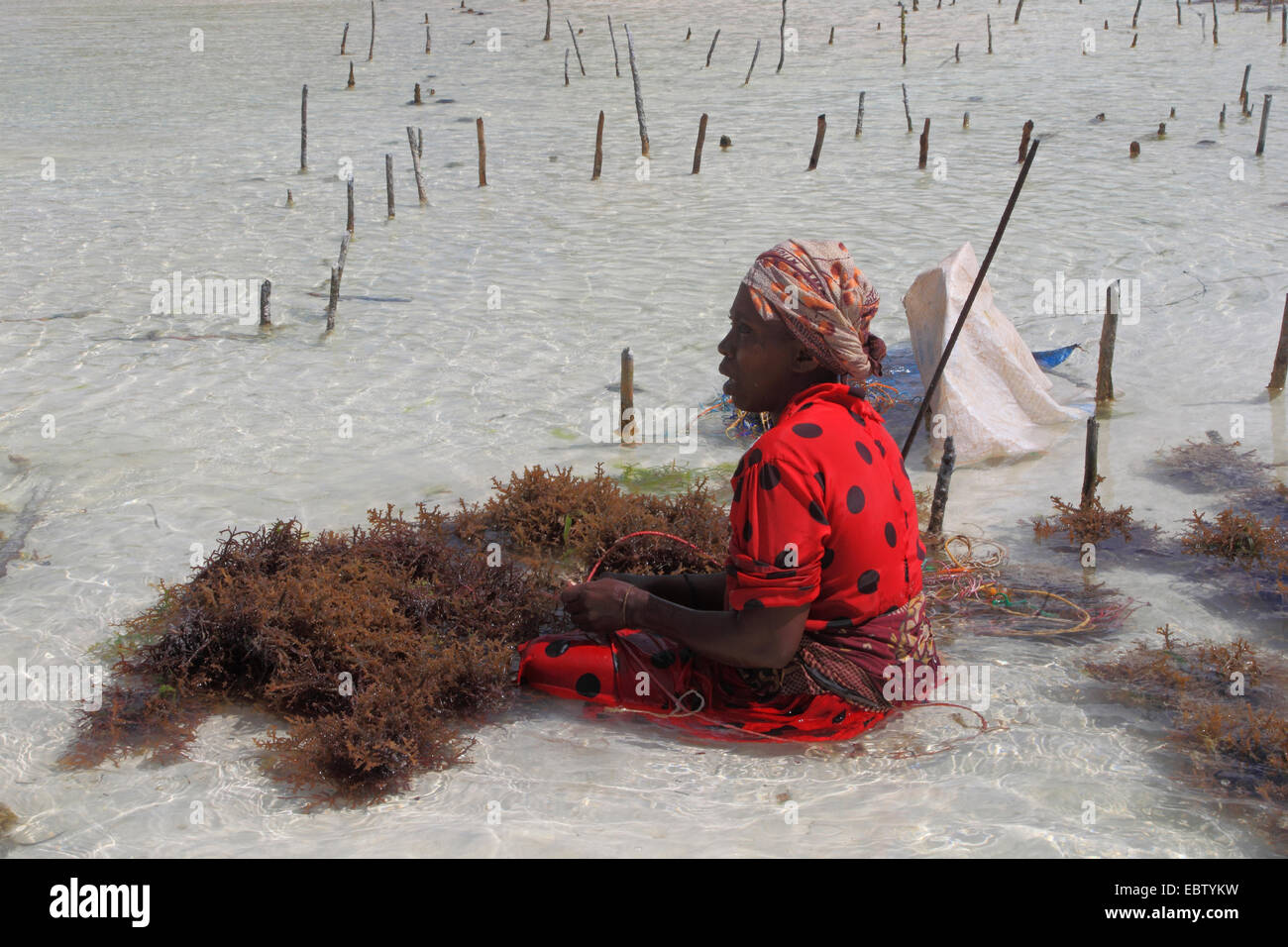 woman sitting in water and collecting seaweed, Tanzania, Sansibar Stock Photo